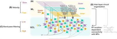 Increased understanding of complex neuronal circuits in the cerebellar cortex